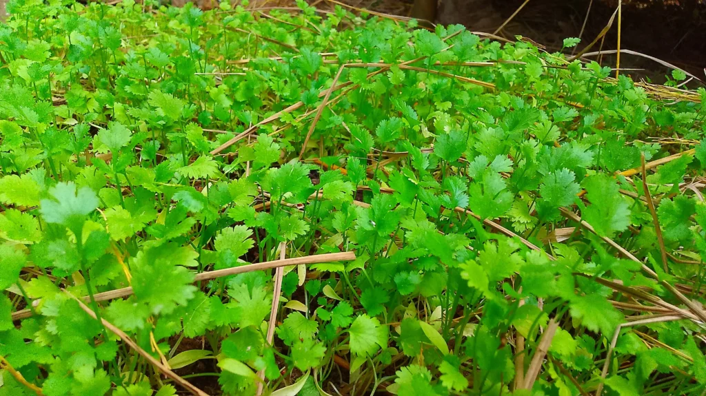 Non Oil Traditional Food: Paltoi or Irolpa. 8 corriender leaf