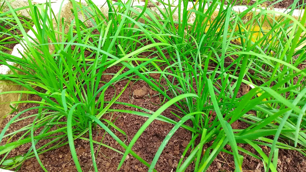 Non Oil Traditional Food: Paltoi or Irolpa. 9 non oil traditional food 2