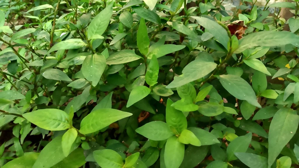 Non Oil Traditional Food: Paltoi or Irolpa. 11 non oil traditional food 4